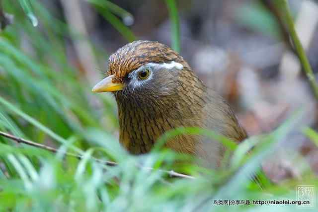 【视频】BBC动物世界之鸟类The Life of Birds第六集：signals and songs 信号和歌声