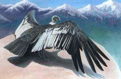 世界上最大的飞鸟