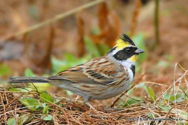 鸟类介绍：黄喉鹀
