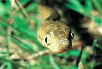 七大灭门杀手 七大灭门杀手