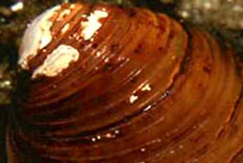 七大灭门杀手 七大灭门杀手