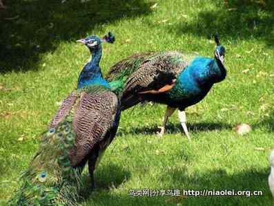 印度国鸟蓝孔雀的传说