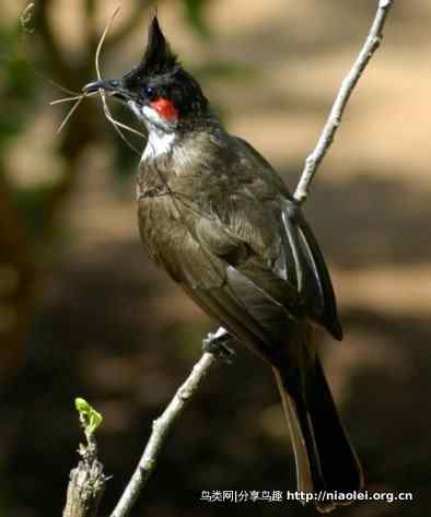 图说新加坡纸币:鸟币 图说新加坡纸币:鸟币