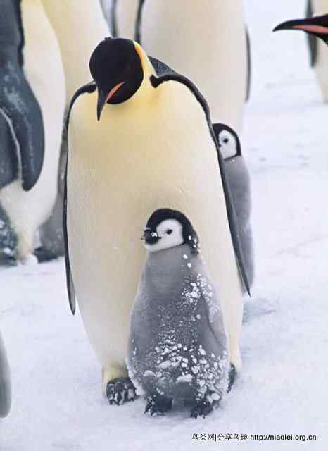 残忍的鸟类母亲