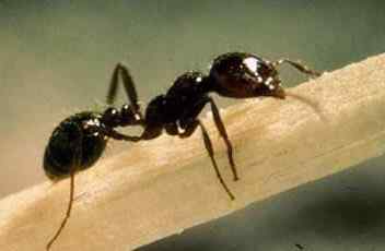 七大灭门杀手 七大灭门杀手