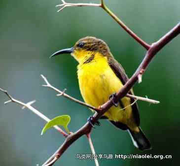 图说新加坡纸币:鸟币 图说新加坡纸币:鸟币