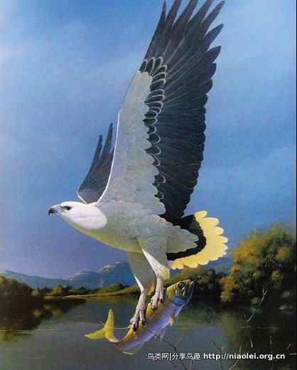 图说新加坡纸币:鸟币