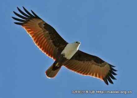 图说新加坡纸币:鸟币 图说新加坡纸币:鸟币