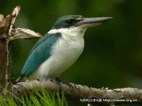 图说新加坡纸币:鸟币 图说新加坡纸币:鸟币