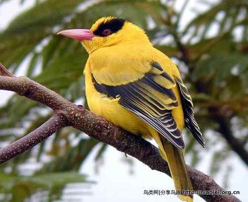 图说新加坡纸币:鸟币 图说新加坡纸币:鸟币