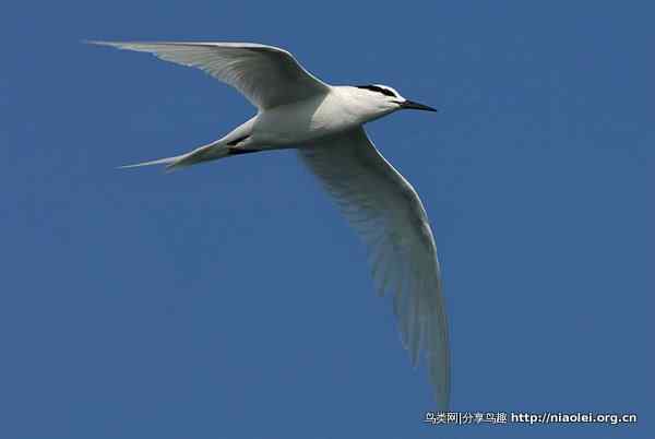 图说新加坡纸币:鸟币 图说新加坡纸币:鸟币