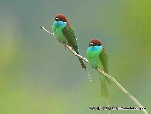 图说新加坡纸币:鸟币 图说新加坡纸币:鸟币