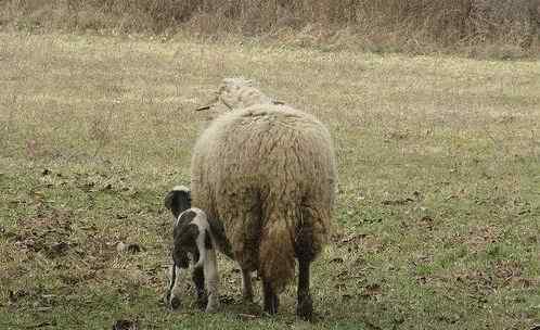 动物界十大经典屁股