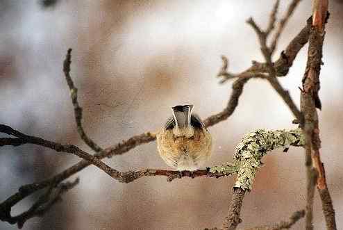 动物界十大经典屁股