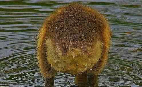 动物界十大经典屁股