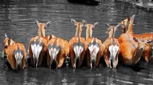 动物界十大经典屁股