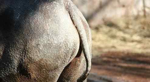 动物界十大经典屁股