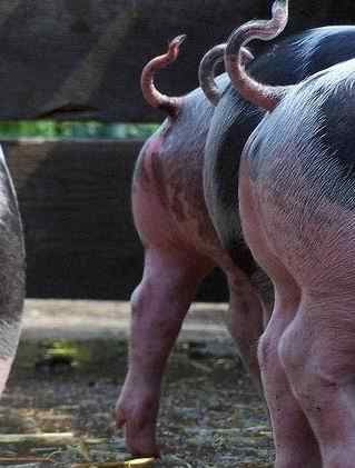 动物界十大经典屁股