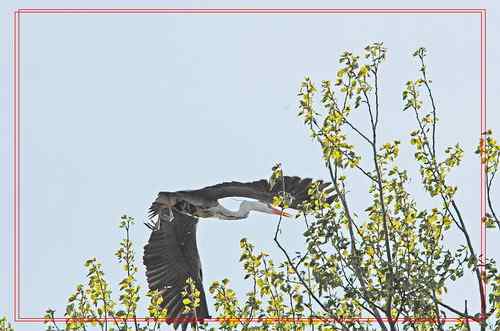 黑龙江省有座鹭鸶岛