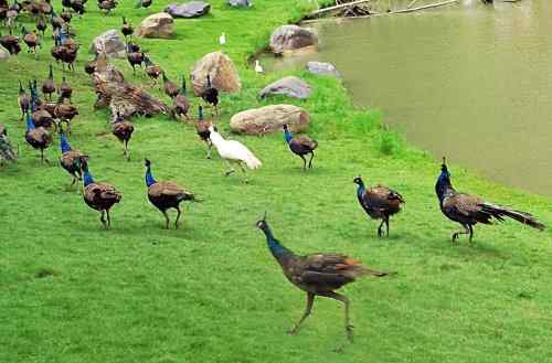 西双版纳森林公园孔雀放飞