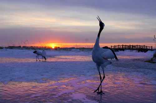 扎龙拍丹顶鹤——黄昏夕阳下高歌