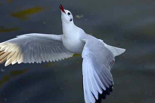 昆明翠湖公园  人鸟和谐