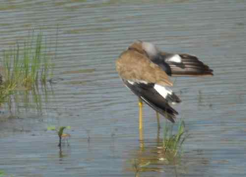 观鸟－－灰头麦鸡