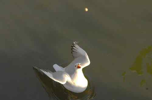 昆明翠湖公园  人鸟和谐