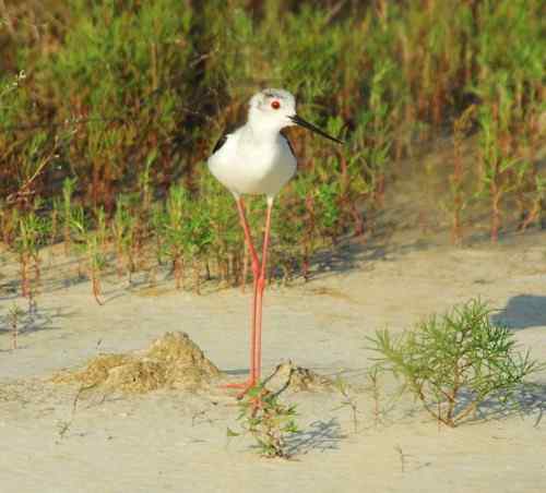 观鸟－－黑翅长腿鹬