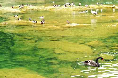 瀑布之下——春江水暖何止鸭先知