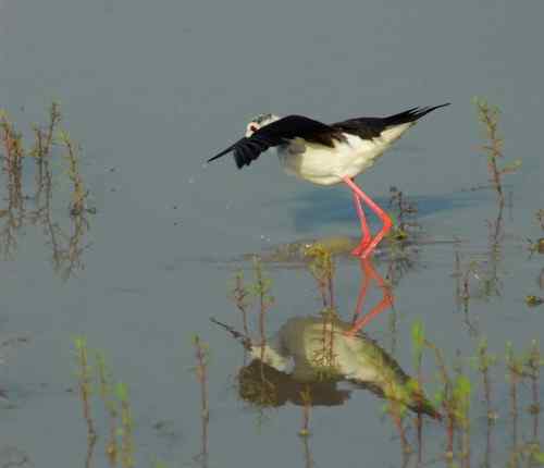 观鸟－－黑翅长腿鹬