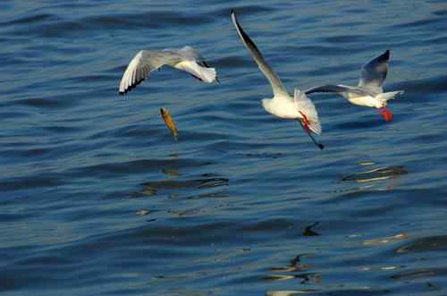 海鸥在忙着捕鱼