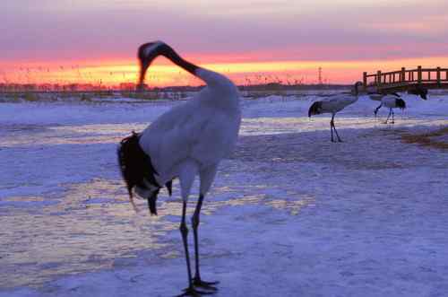扎龙拍丹顶鹤——黄昏夕阳下高歌