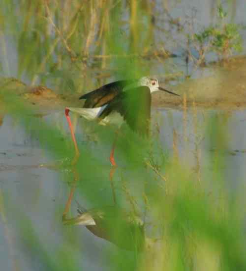 观鸟－－黑翅长腿鹬