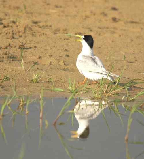 观鸟－－白额燕鸥