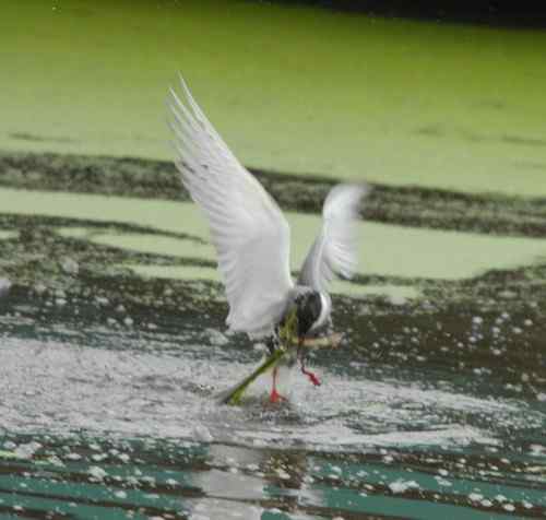 观鸟－－须浮鸥