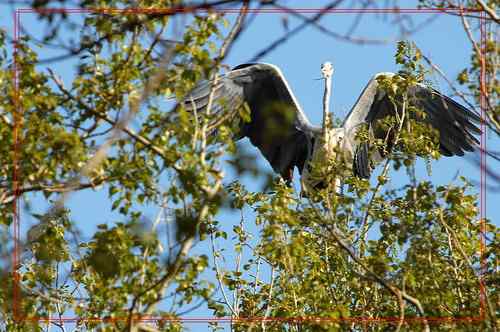 黑龙江省有座鹭鸶岛