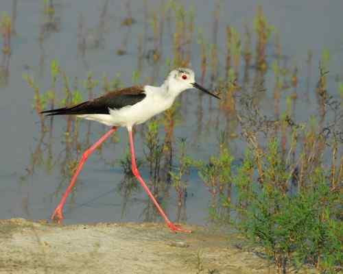 观鸟－－黑翅长腿鹬