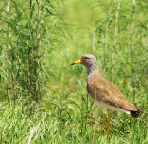 观鸟－－灰头麦鸡
