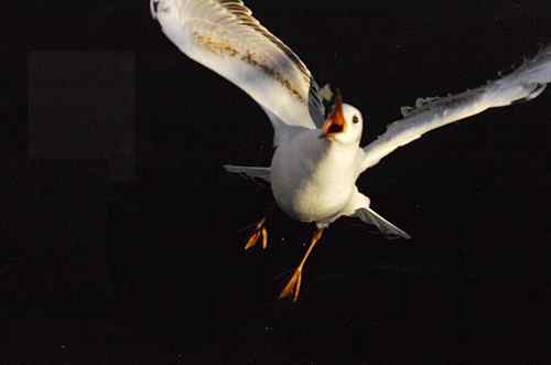 昆明翠湖公园  人鸟和谐