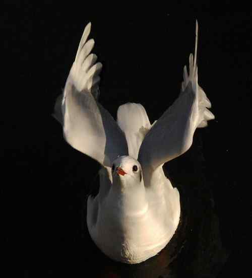 昆明翠湖公园  人鸟和谐