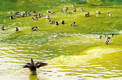 瀑布之下——春江水暖何止鸭先知