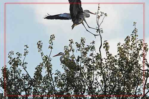 黑龙江省有座鹭鸶岛