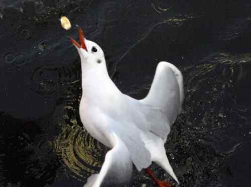 昆明翠湖公园  人鸟和谐