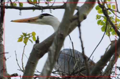 黑龙江省有座鹭鸶岛