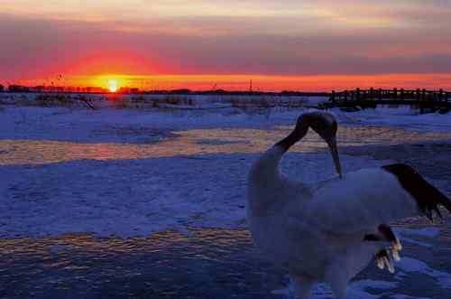 扎龙拍丹顶鹤——黄昏夕阳下高歌