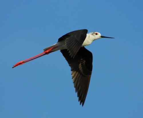 观鸟－－黑翅长腿鹬