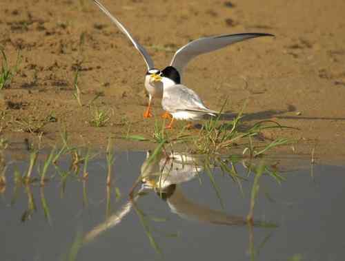 观鸟－－白额燕鸥