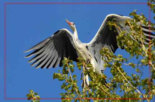 黑龙江省有座鹭鸶岛