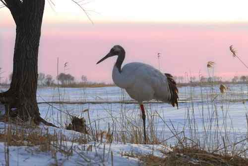 扎龙拍丹顶鹤——黄昏夕阳下高歌